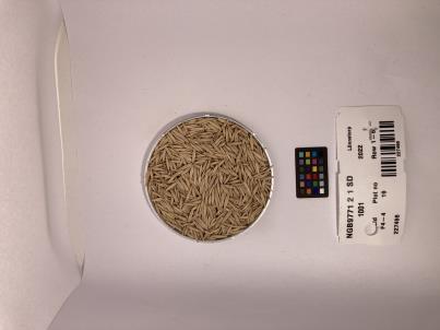 Click for 1 image(s) for this accession. SEED